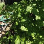 Hierba de cilantro creciendo en un huerto ecológico con riego por manguera, ideal para agricultura orgánica y jardines sostenibles.