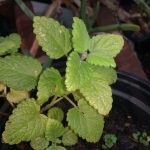 Hojas verdes y frondosas de menta creciendo en maceta, en un huerto casero, ideal para cultivos ecológicos y aromáticos.