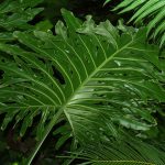 Hoja de planta tropical de gran tamaño y aspecto brillante en un entorno de jardín o invernadero.