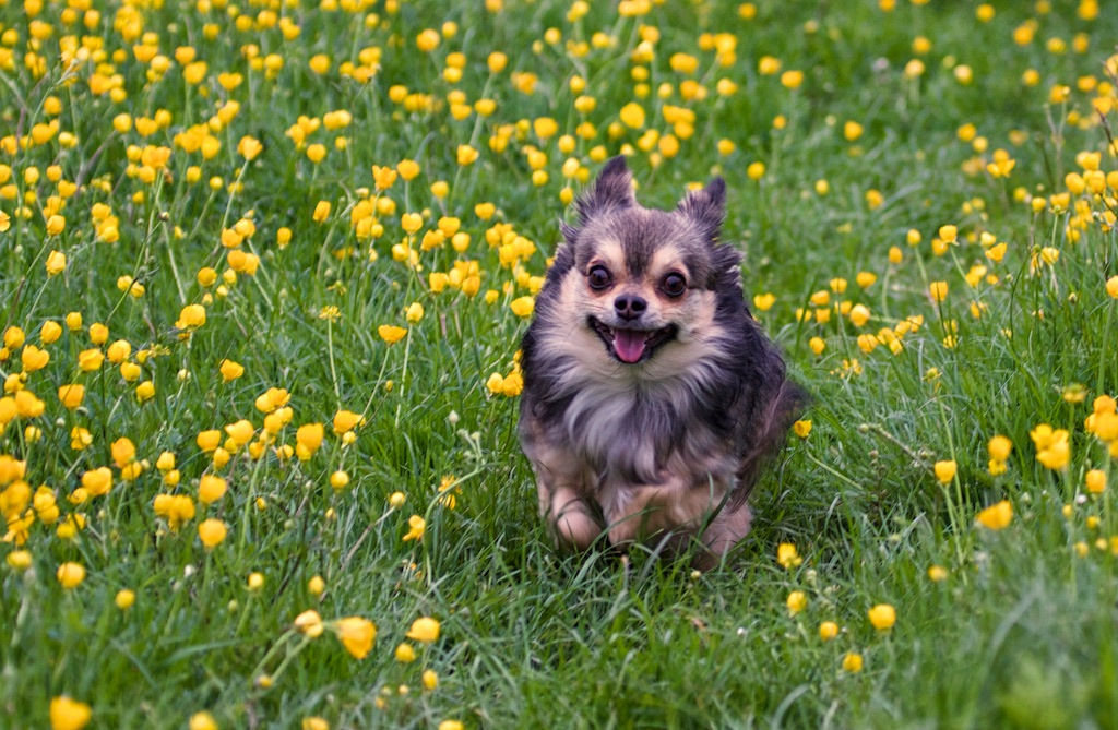 Perro pequeño en campo de flores amarillas, jardín con césped verde, imagen alegre y natural para contenidos sobre mascotas y naturaleza.