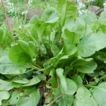 Hojas verdes de rúcula cultivadas en huerto ecológico, ideales para ensaladas y alimentación saludable.