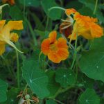 Flores de calabaza naranja en huerto ecológico, cultivo de vegetales bio, huerto sostenible y natural para alimentos saludables.