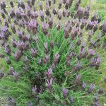 Lavanda en plena floración en huerto ecológico, cultivo orgánico y natural para aromaterapia y jardines sostenibles.