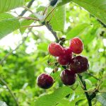 Cerezas rojas maduras en un árbol, en un huerto ecológico, con hojas verdes y luz natural.