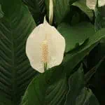 Alt text only: Flor de amaranto blanca en un fondo de hojas verdes grandes y brillantes, cultivo ecológico en huerto orgánico.