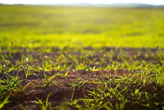 Brotes de hierba en un campo agrícola cultivado de forma ecológica en huerto.bio. Cultivo saludable y sostenible para una alimentación orgánica y respetuosa con el medio ambiente.
