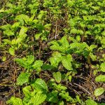 Plántulas de menta ecológica en cultivo orgánico para jardinería sostenible en huerto.bio.