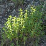 Verdolaga silvestre en ambiente natural, cultivo ecológico y sostenible, planta comestible y medicinal para huertos urbanos y orgánicos.