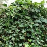 Hiedra trepadora cultivada de forma orgánica en huerto ecológico en Huerto.Bio.