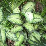 Variedades de plantas tropicales con hojas verdes y variegadas, ideales para jardines ecológicos y huertos orgánicos. Perfectas para cultivo en entornos sostenibles y naturales.