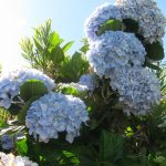 Hortensias blancas en un jardín, cultivo ecológico y sostenible, biodiversidad y naturaleza en huerto.bio.