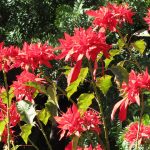 Rosas de Pascua rojas en un jardín navideño, decorativas y simbólicas en la tradición navideña española. Flores de Navidad para decorar hogares y parques, relacionadas con la festividad y la cultura festiva.