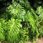 Monstera deliciosa, planta tropical de hojas grandes y perforadas ideal para jardines ecológicos y cultivo orgánico en huertos bio.