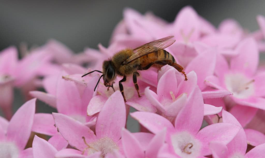 Abeja polinizando flores rosas en huerto orgánico.