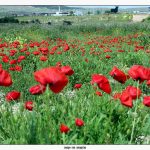 Campo con amapolas y cultivo ecológico en huerto.bio en España.