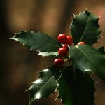 Hojas de acebo con bayas rojas, símbolo de Navidad y horticultura ecológica.