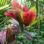 Hoja de planta tropical con colores vibrantes y venación visible en un entorno de selva tropical.