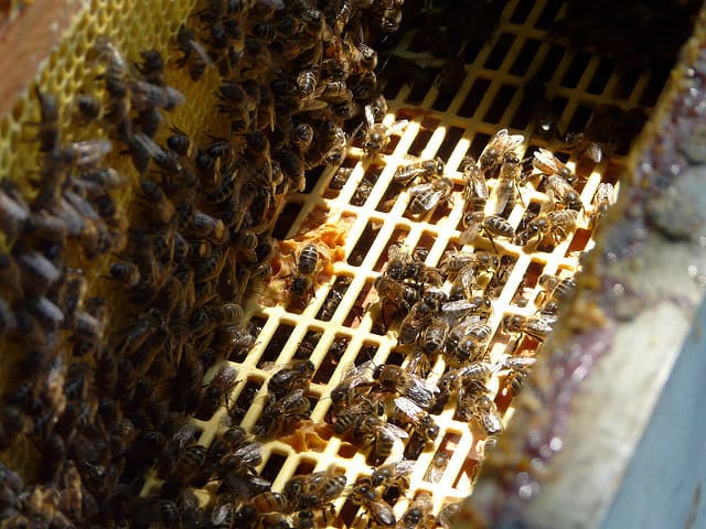 Mochilas de abejas en colmena, cuidado de apicultura ecológica y polinización natural para agricultura sostenible. Producción de miel en apicultura orgánica en huertos ecológicos.