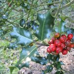 Ramillete de acebo con bayas rojas en un huerto ecológico, símbolo de la flora navideña y cultivo sostenible.