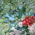 Ramillete de acebo con bayas rojas en un huerto ecológico, símbolo de la flora navideña y cultivo sostenible.