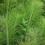 Variedades de plantas de huerto ecológico, enfocadas en cultivos orgánicos y sostenibles para agricultura urbana y casera.