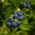 Azuladas moras maduras en un arbusto con hojas verdes, cultivadas ecológicamente para alimentación saludable y sostenibilidad.