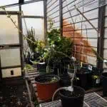 Jardín de interior con árboles frutales en macetas en un invernadero; cultivo ecológico y huertos caseros sostenibles.