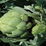 Artichoke fresco en planta, cultivo ecológico, agricultura sostenible, planta de artichoke grande y saludable en huerto orgánico.