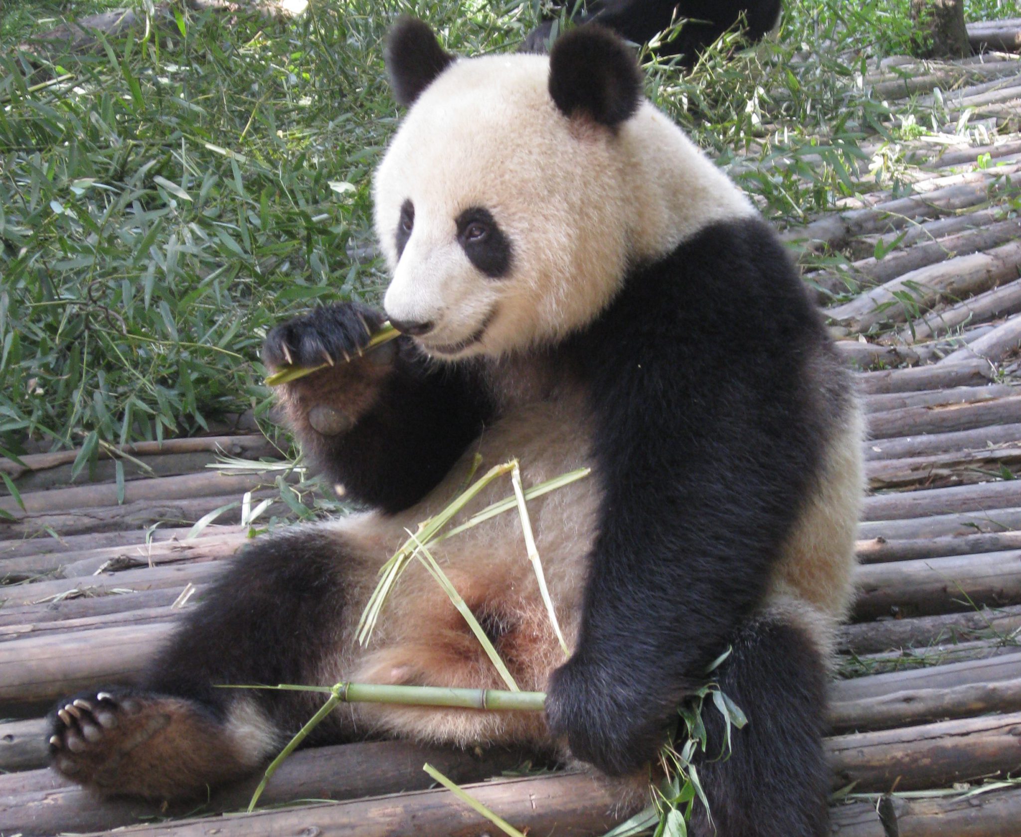Panda gigante comiendo bambú en un entorno natural, promoviendo la conservación de especies y la naturaleza.
