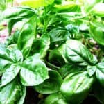Hierba aromática de albahaca fresca y saludable en huerto ecológico.