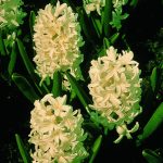 Hyacinthus orientalis flores blancas en jardín ecológico Huerto.Bio, cultivo orgánico y jardinería sostenible.