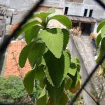 Hojas verdes de higo en un balcón urbano, cultivo ecológico en huerto urbano, agricultura sostenible y natural, producción de hortalizas orgánicas, huerto urbano en ciudad, cultivo de plantas sanas en espacios reducidos.
