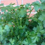 Hierba fresca de perejil cultivada en huerto ecológico, ideal para cocinar y aromatizar alimentos.
