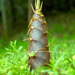 Bambú en crecimiento en un entorno natural, representando cultivo ecológico y sostenibilidad en huerto.bio.