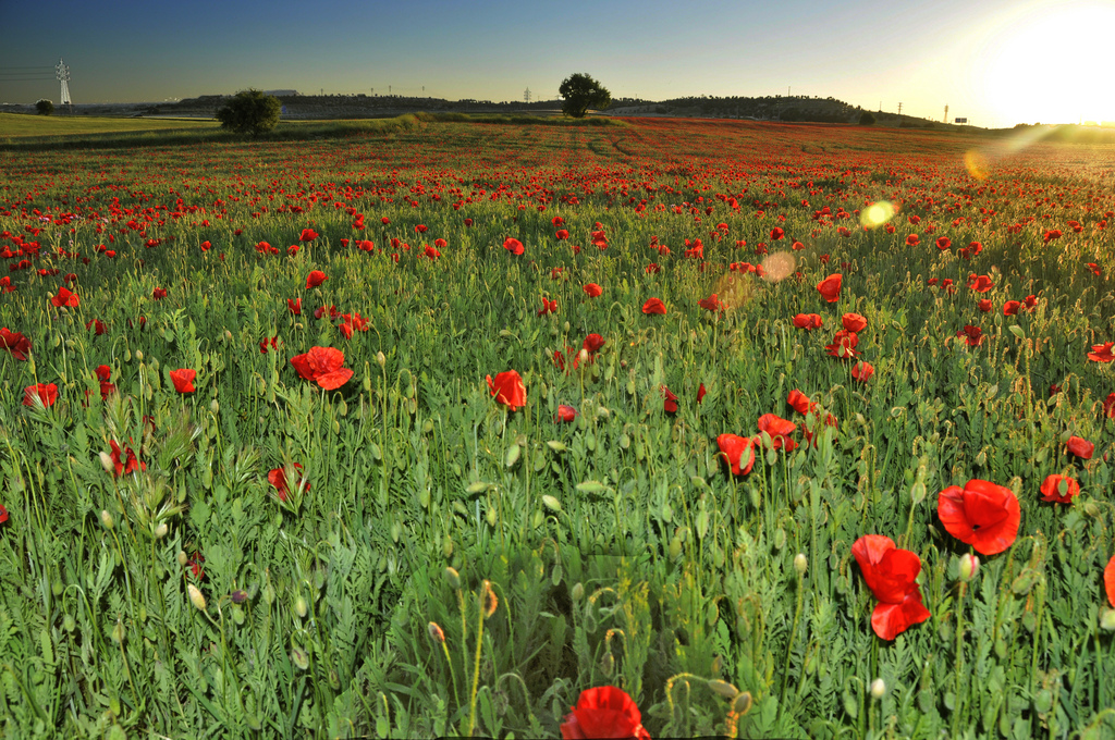 Campos de amapolas en un prado verde con sol brillante al atardecer, ideal para agricultura ecológica, biodiversidad y cultivo sostenible.