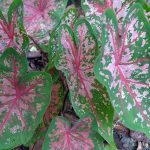 Cráneos de caladium con hojas verdes y rosadas, perfectas para decoración de jardines y interiores con plantas tropicales.