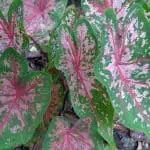 Cráneos de caladium con hojas verdes y rosadas, perfectas para decoración de jardines y interiores con plantas tropicales.