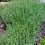 Lavanda fresca y aromática en huerto ecológico, ideal para cultivo orgánico y jardín natural.