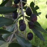 Aceitunas negras en árbol, cultivo ecológico y sostenible, huerto ecológico en España, aceite de oliva virgen extra, alimento saludable y natural, huerto.bio.