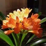 Flores de clivia naranjas en maceta, flores de interior ideal para decoración natural y ecosostenible en el hogar.