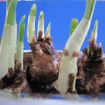 Bulbos de ajo en crecimiento en maceta, desarrollo de plantas aromáticas en huerto orgánico, agricultura ecológica y cultivo casero en huerto.bio.