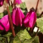 Violetas de interior en maceta, plantas decorativas para el hogar con follaje verde y flores rosas intensas, ideal para espacios de cultivo en casa.