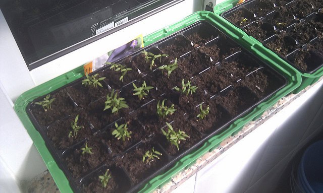 Plántulas de tomate en bandeja de semillero ecológico para huerto urbano y ecológico.