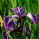 Iris morada en cultivo ecológico en un huerto natural.
