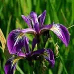 Iris morada en cultivo ecológico en un huerto natural.