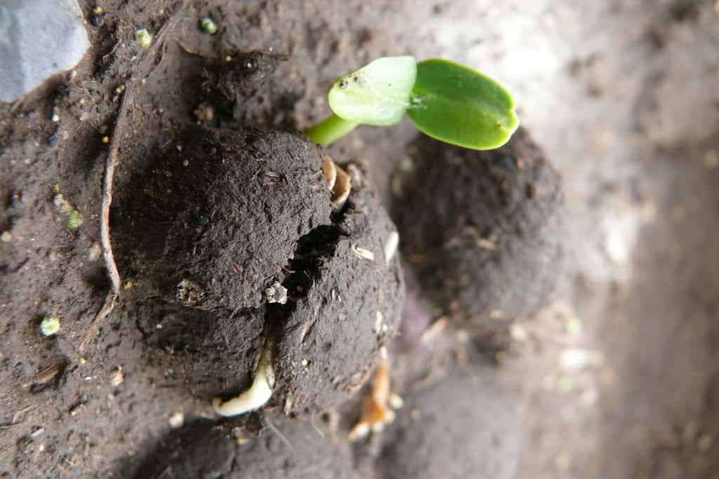 Huerto en casa: Como plantar semillas