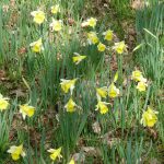 Narcisos amarillos en un huerto ecológico de Huerto.Bio.