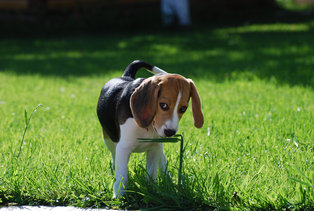 Cachorro Beagle mordiendo una hoja de hierba en un prado verde y soleado, disfrutando del aire libre y la naturaleza.
