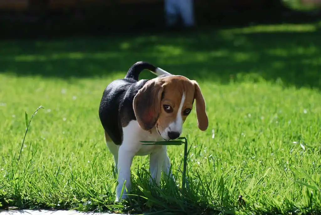Cachorro Beagle mordiendo una hoja de hierba en un prado verde y soleado, disfrutando del aire libre y la naturaleza.
