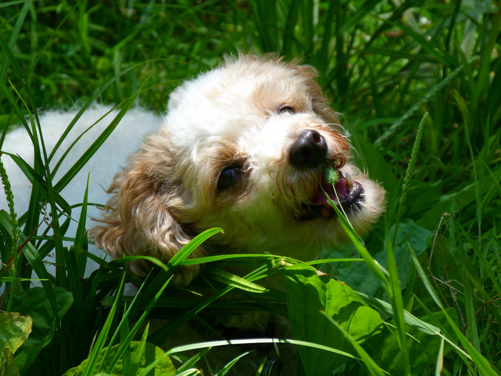 Perro jugando en un campo de hierba verde, disfrutando de la naturaleza y el aire libre. Vida saludable y bienestar en un entorno natural.